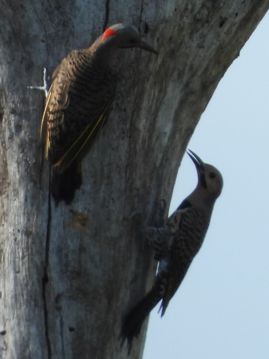 Northern Flicker - ML619938714