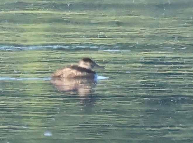 Ruddy Duck - ML619938715