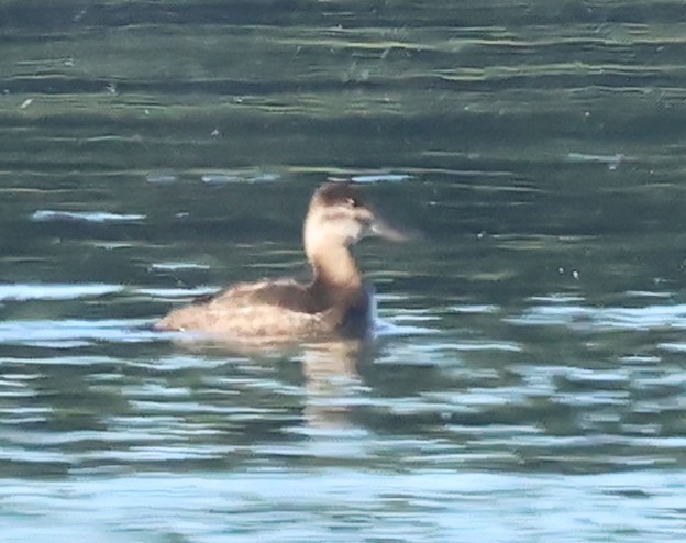 Ruddy Duck - ML619938716