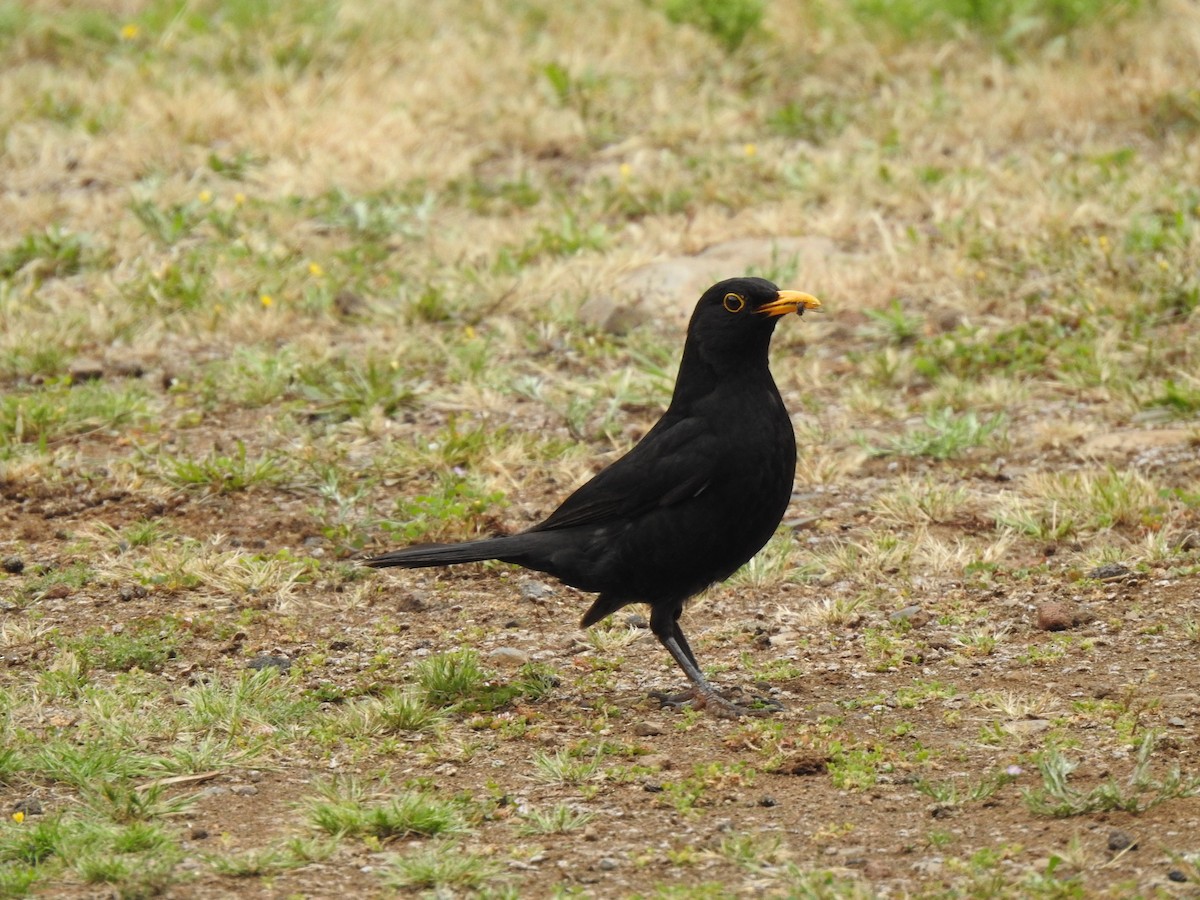 Eurasian Blackbird - ML619938724