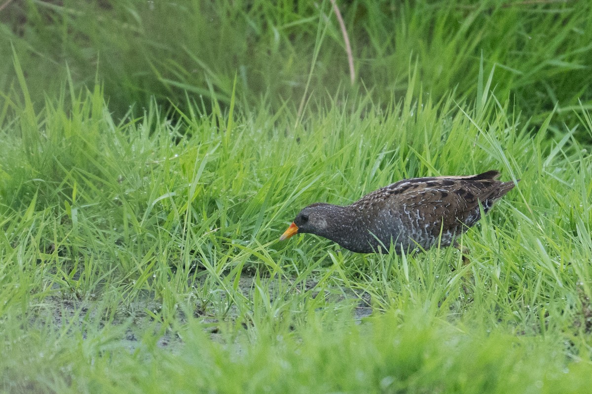 Spotted Crake - ML619938735
