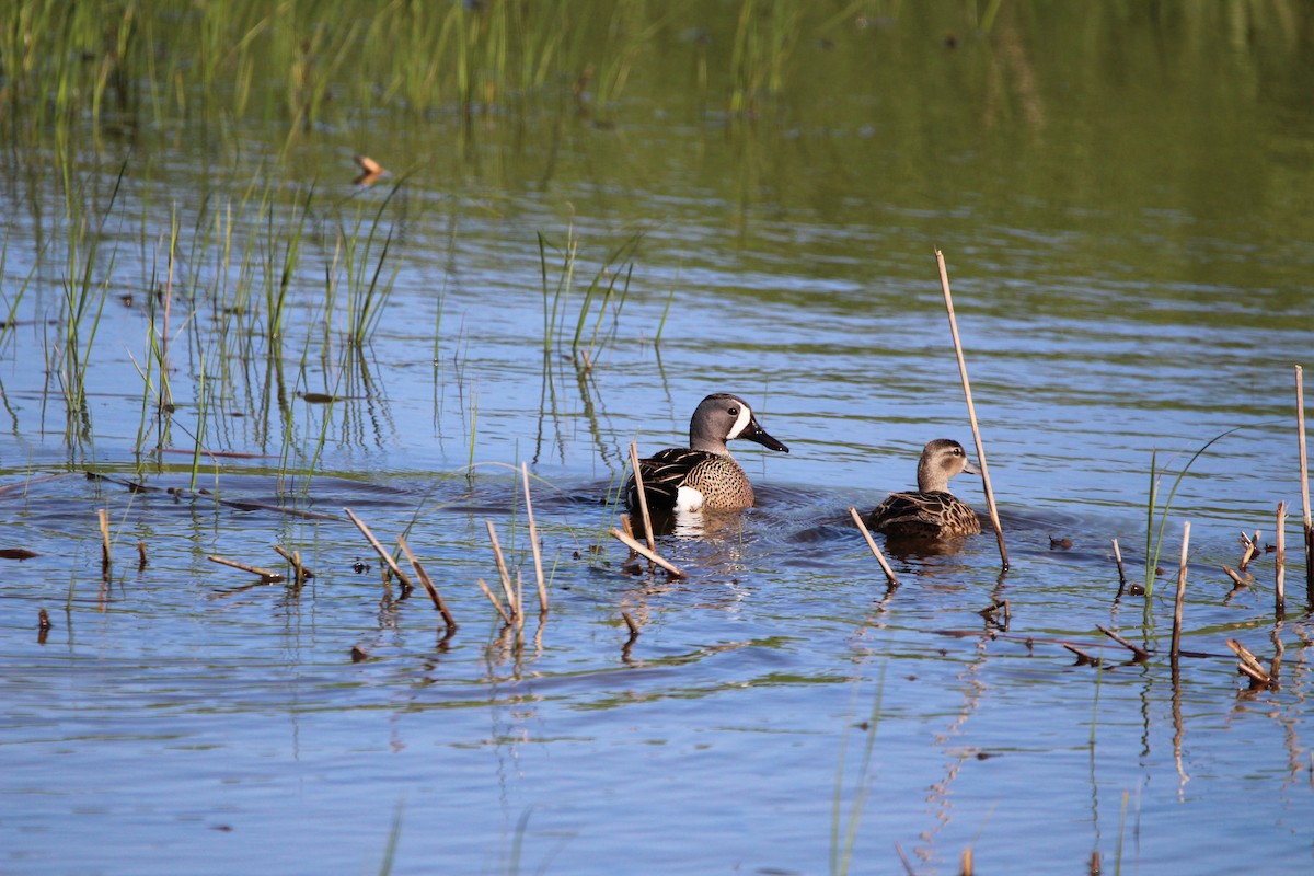 Blue-winged Teal - ML619938737