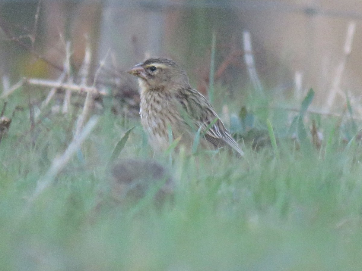 Southern Red Bishop - ML619938740