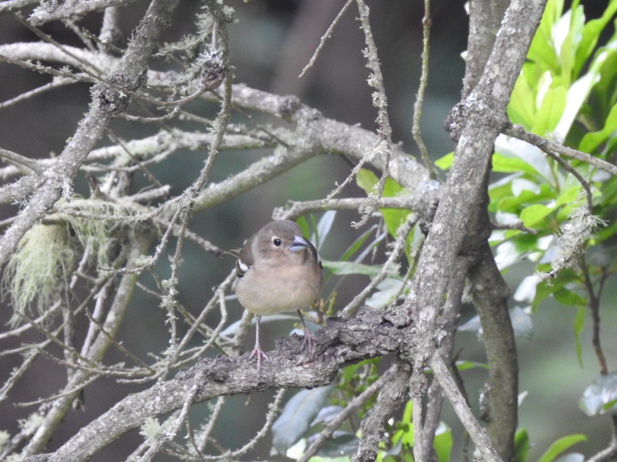 Canary Islands Chiffchaff - ML619938742