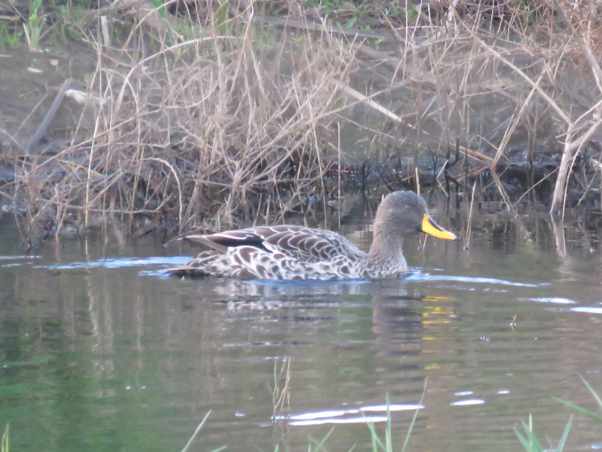 Yellow-billed Duck - ML619938745