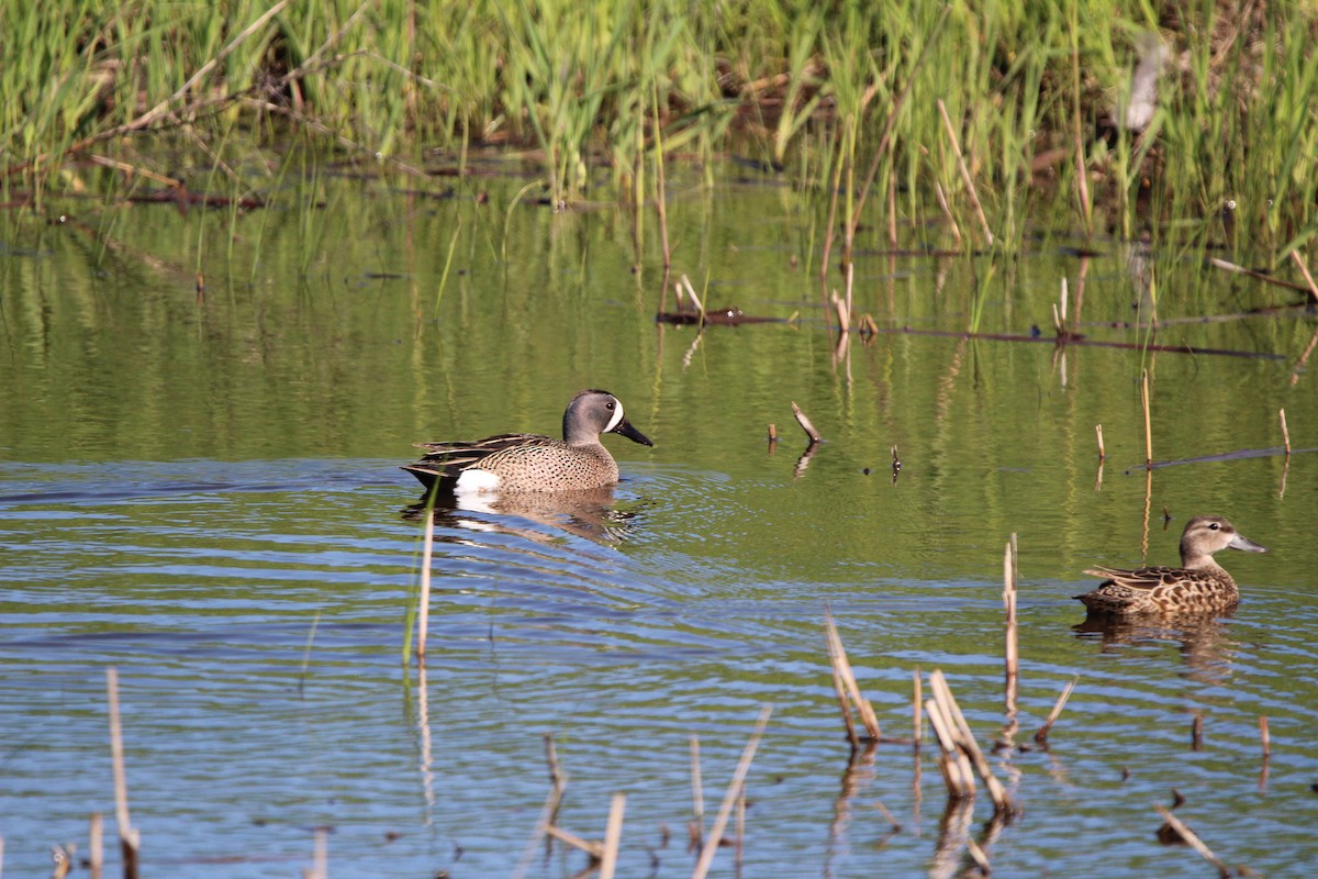 Blue-winged Teal - ML619938746