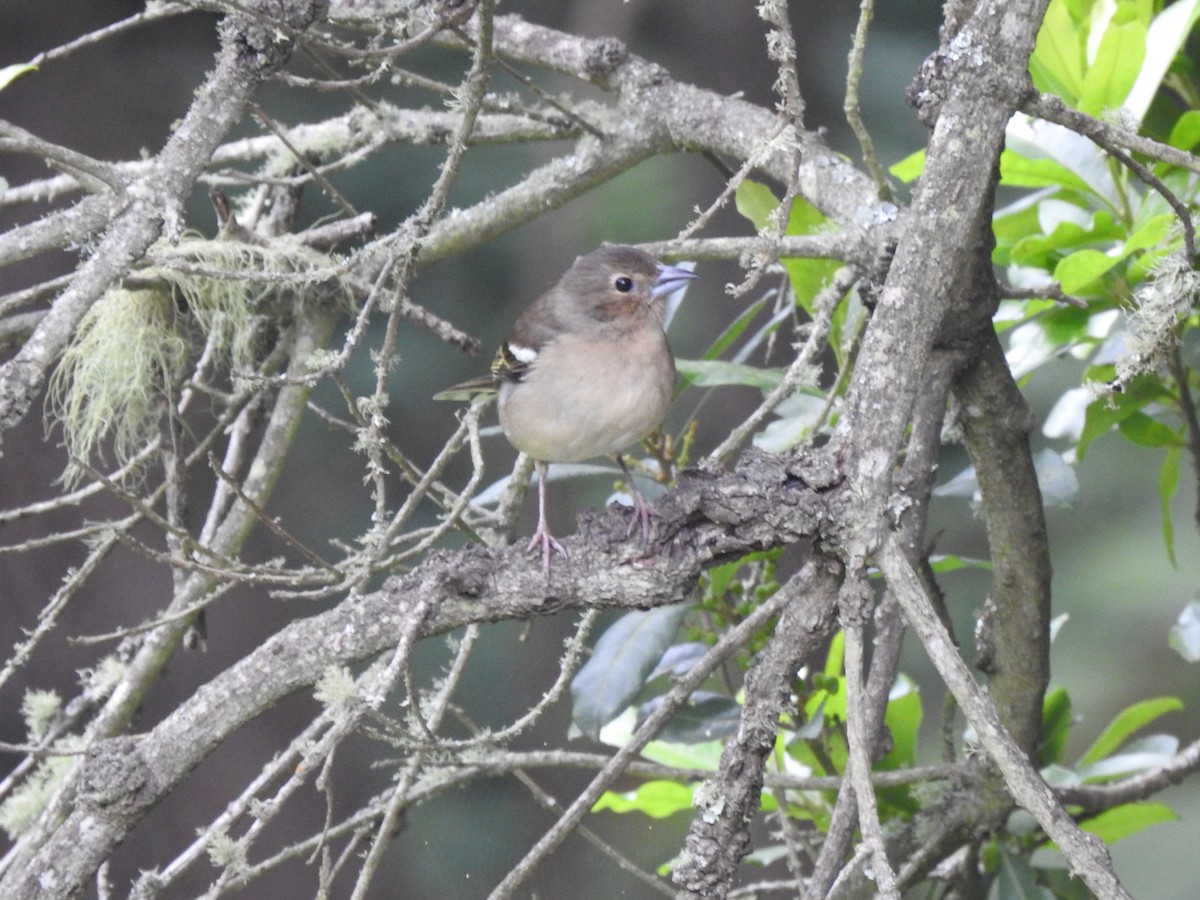 Canary Islands Chaffinch - ML619938747