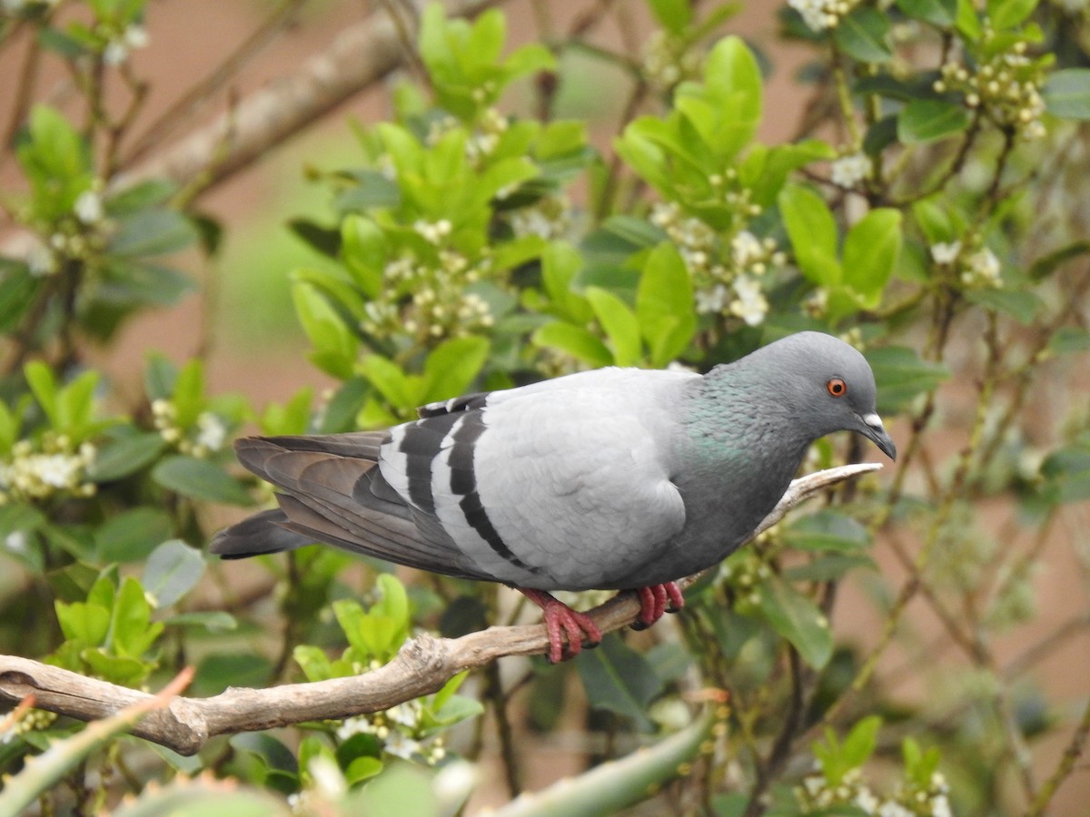 Rock Pigeon - ML619938754