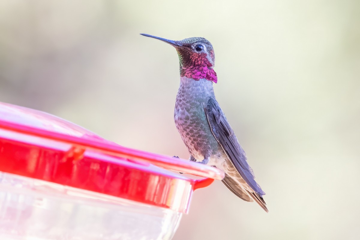 Anna's Hummingbird - ML619938755