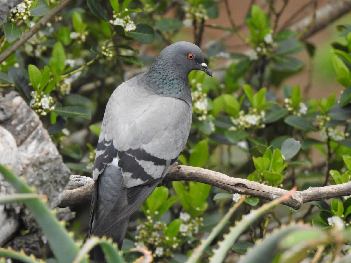 Rock Pigeon - ML619938759