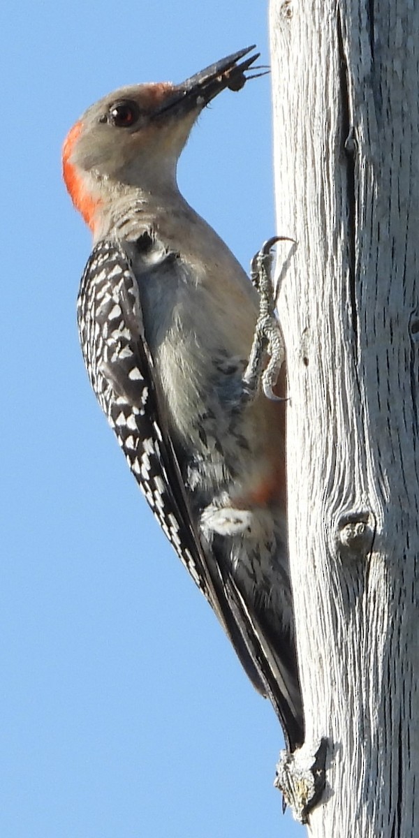 Red-bellied Woodpecker - ML619938771
