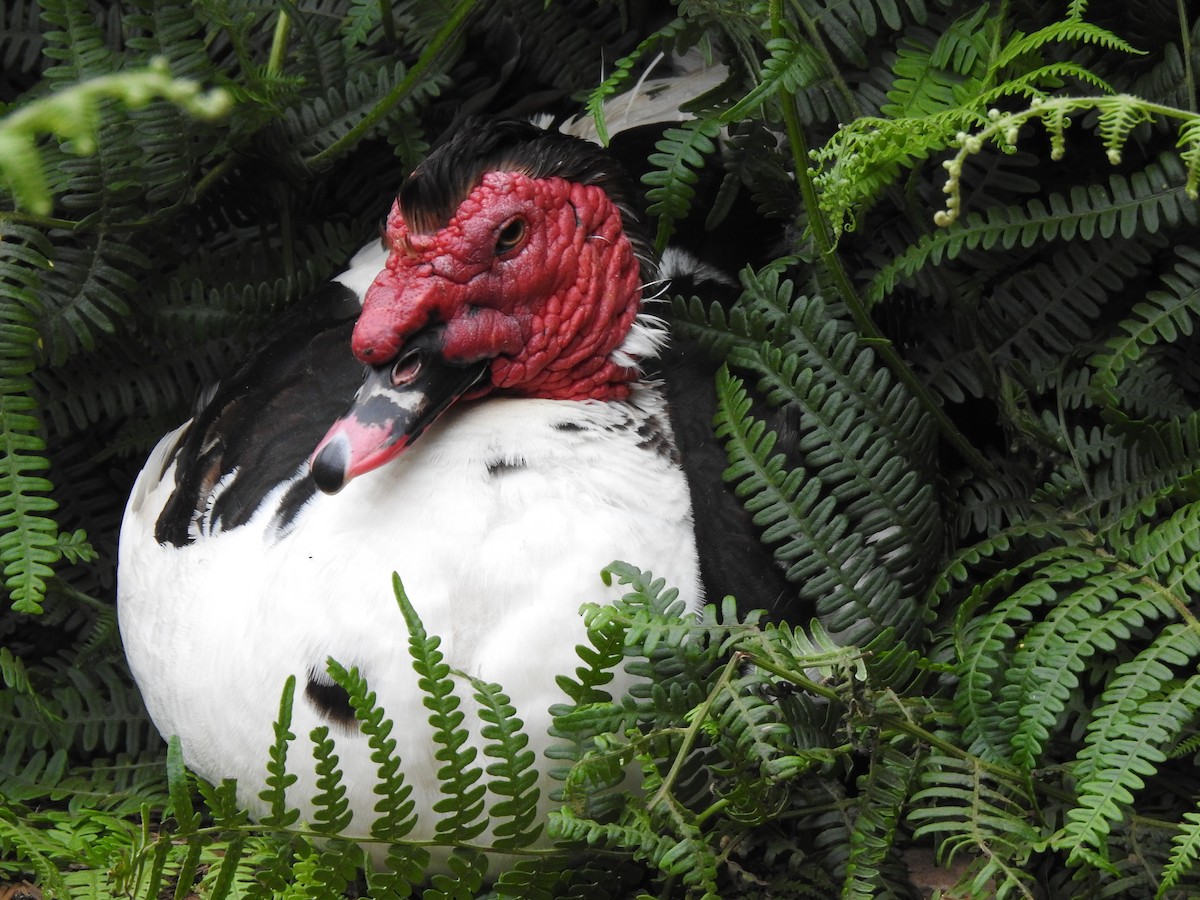 Muscovy Duck (Domestic type) - ML619938773