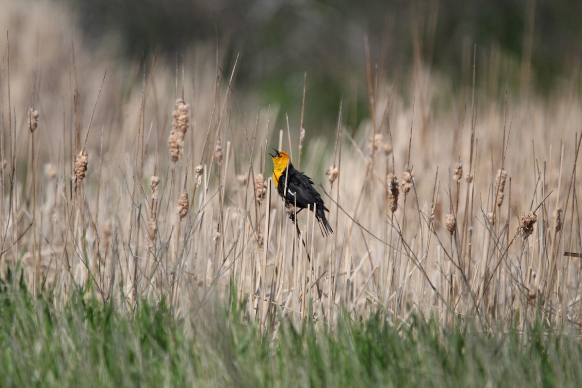 Yellow-headed Blackbird - ML619938818