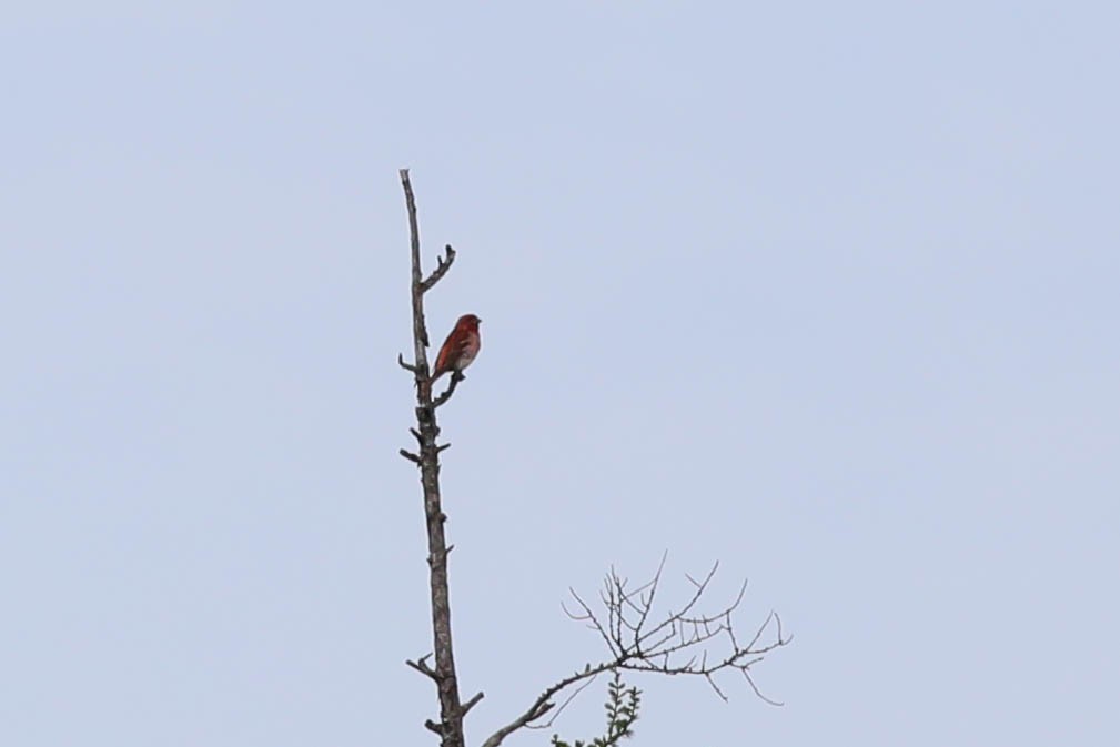 Purple Finch - ML619938822