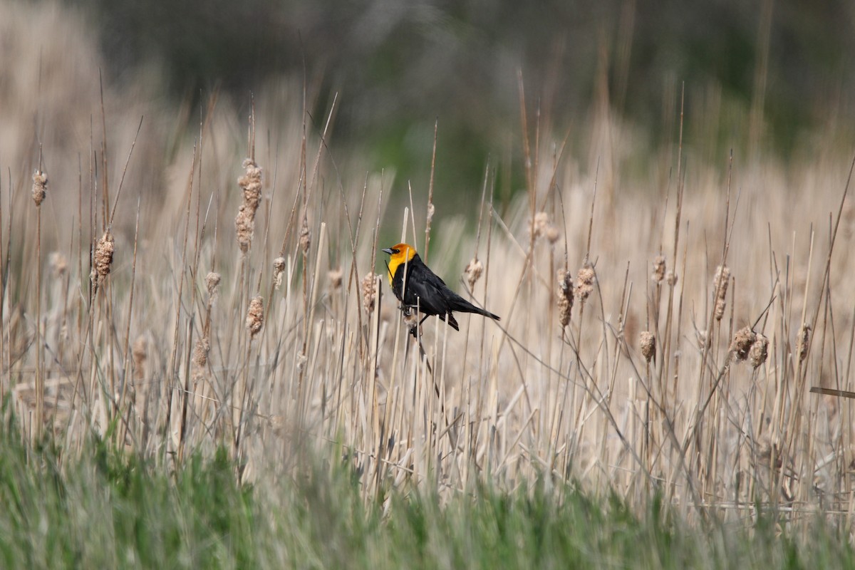 Yellow-headed Blackbird - ML619938829