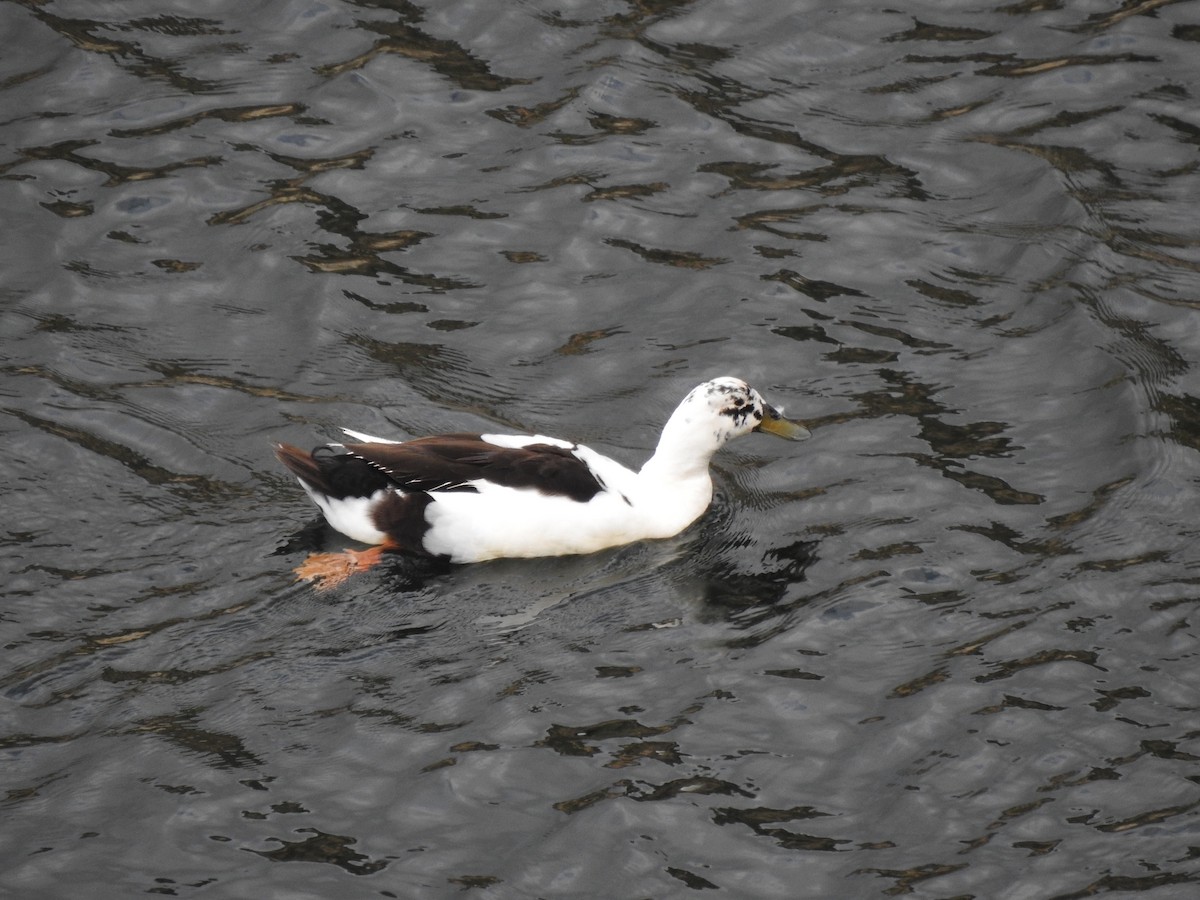 Canard colvert (forme domestique) - ML619938832