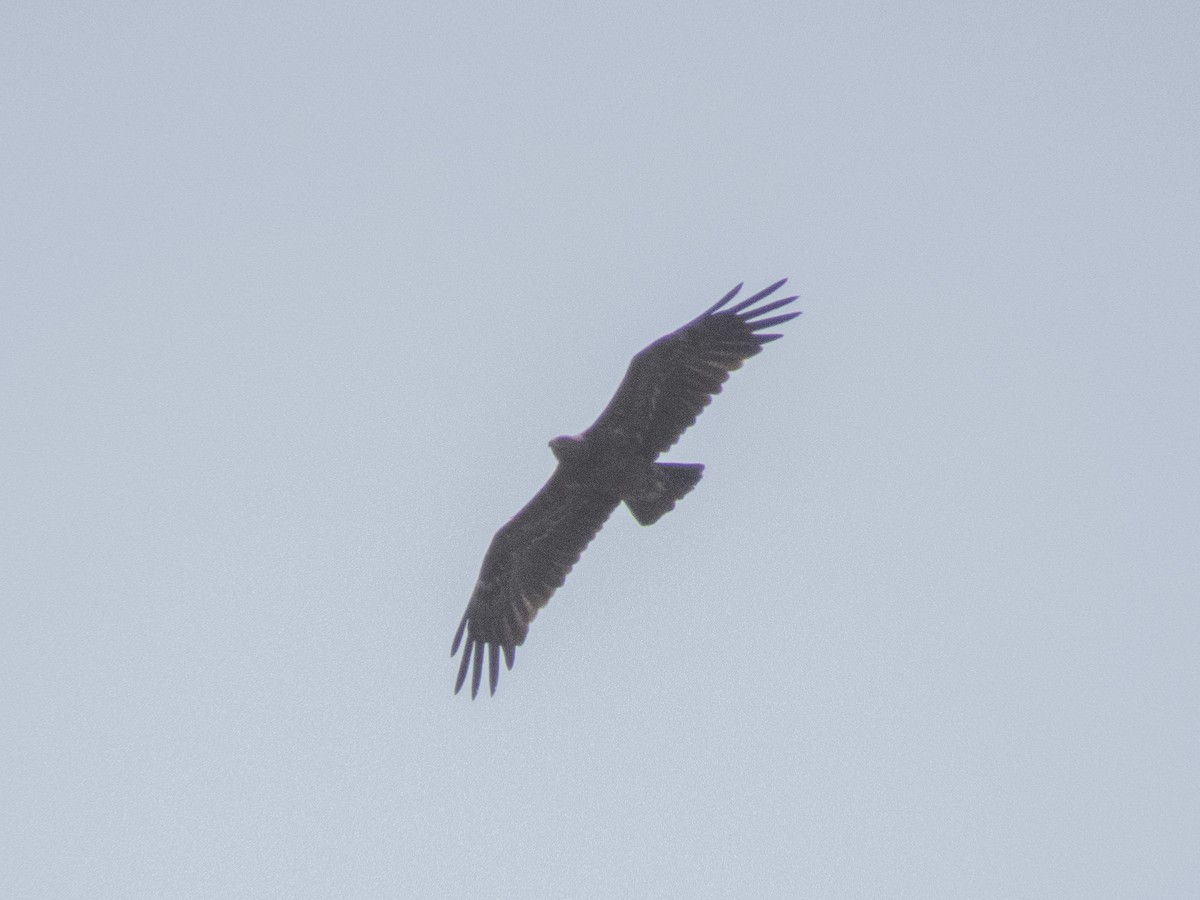 Lesser Spotted Eagle - ML619938841