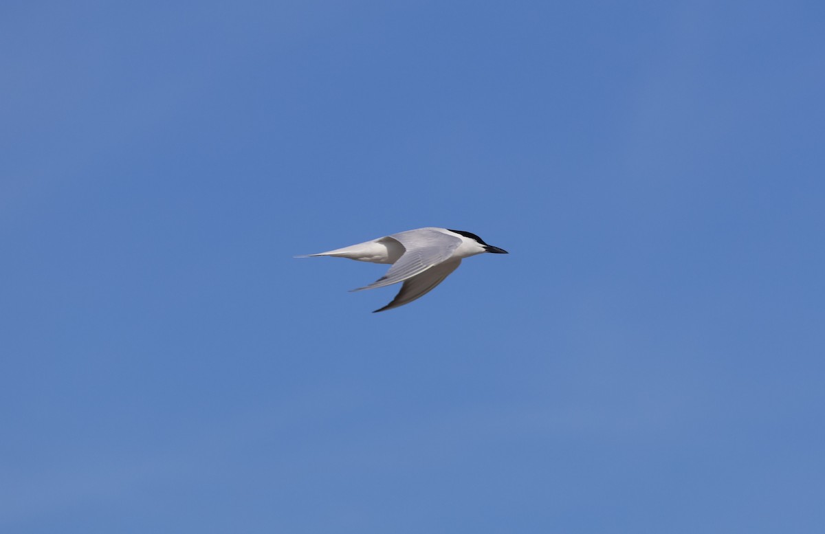 Gull-billed Tern - ML619938873