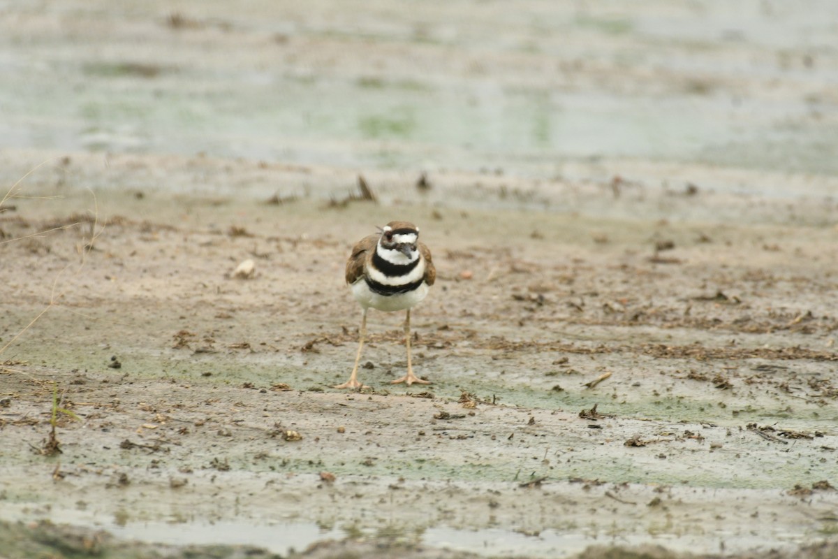 Killdeer - ML619938877