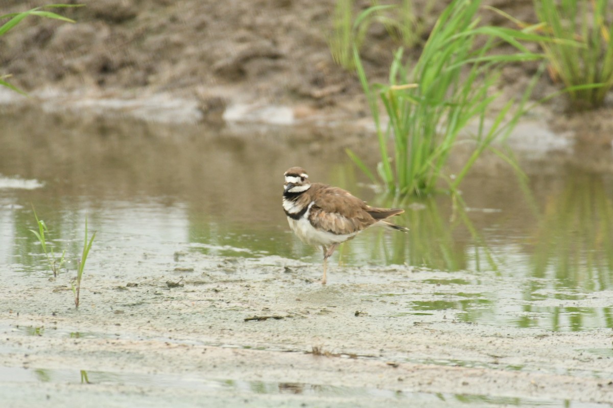 Killdeer - ML619938878