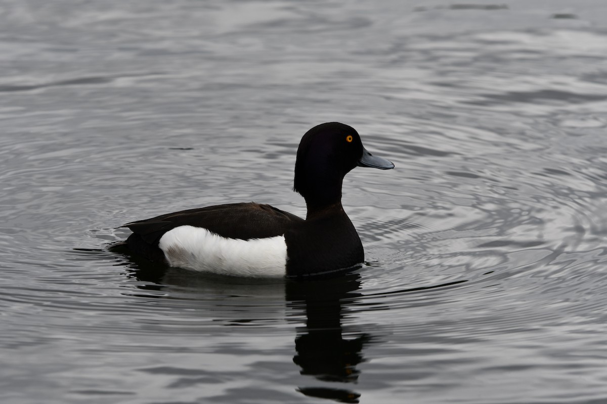 Tufted Duck - ML619938880