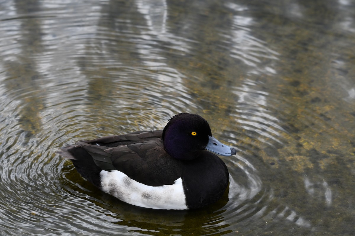 Tufted Duck - ML619938881