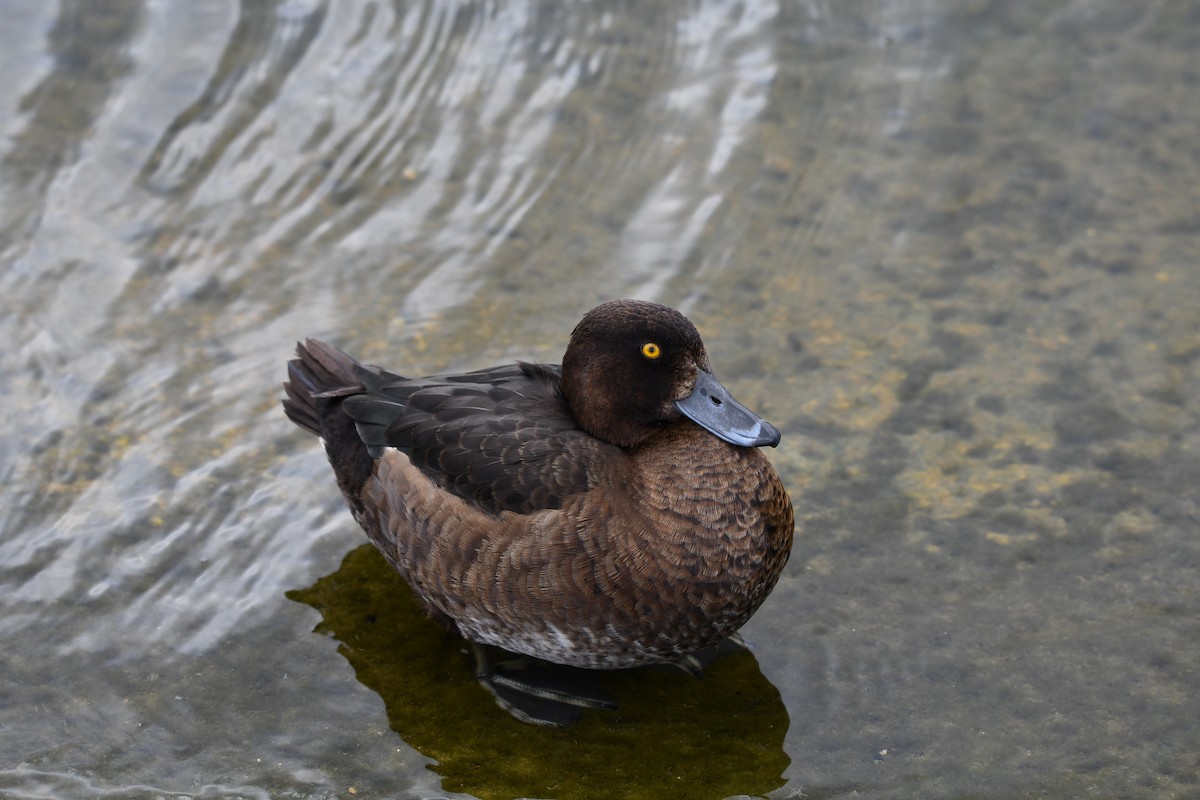 Tufted Duck - ML619938882