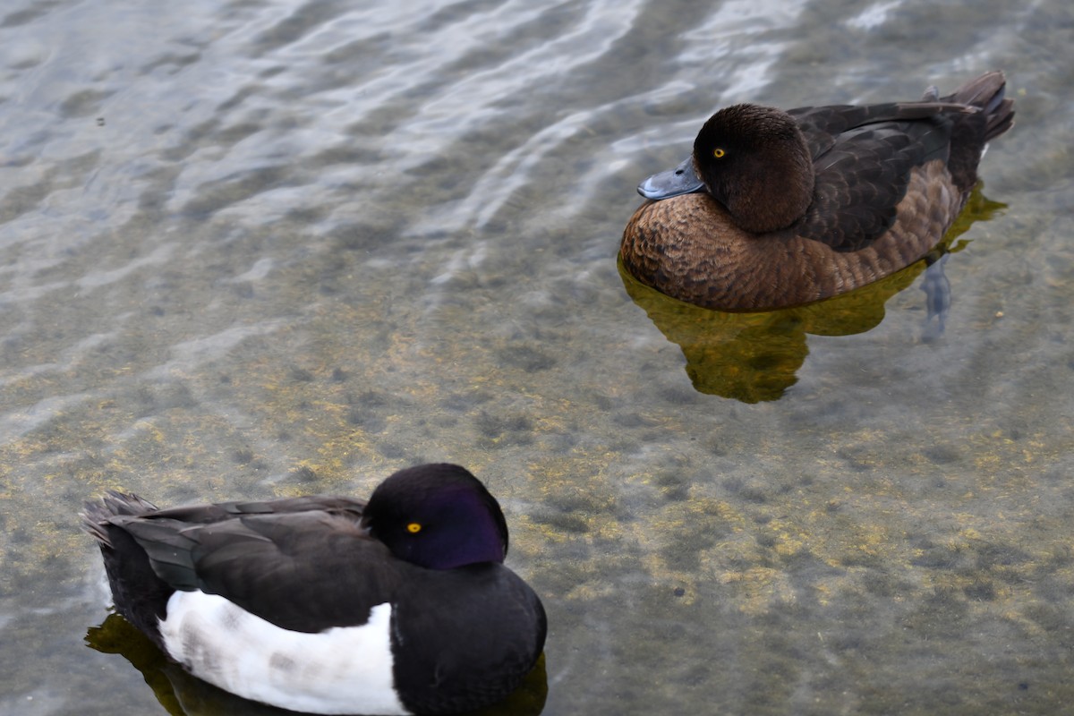 Tufted Duck - ML619938883