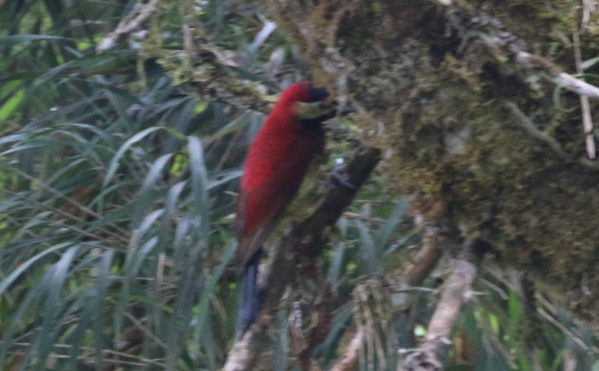 Crimson-mantled Woodpecker - ML619938884