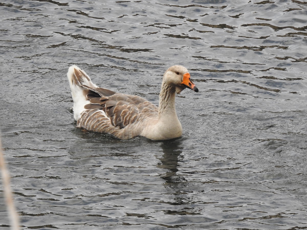 Graylag Goose (Domestic type) - ML619938913