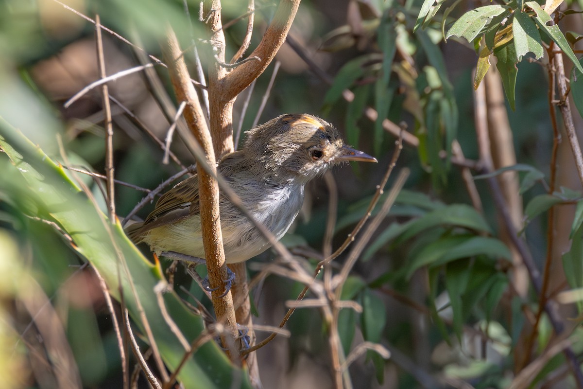 Fulvous-crowned Scrub-Tyrant - ML619938915