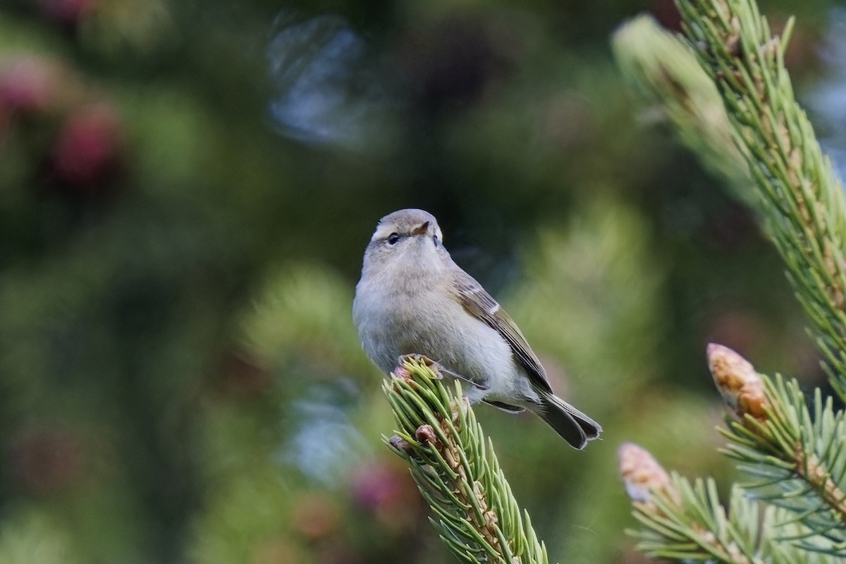 Hume's Warbler - ML619938932