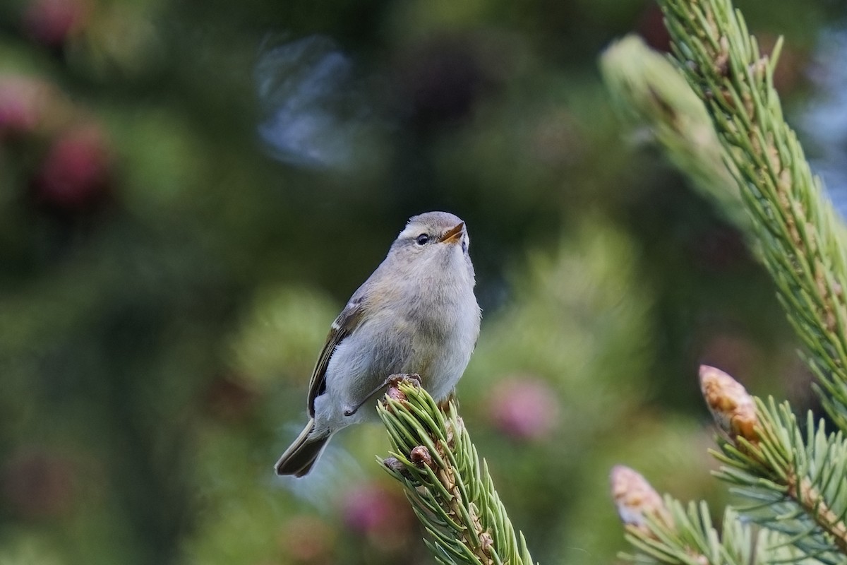 Hume's Warbler - ML619938933