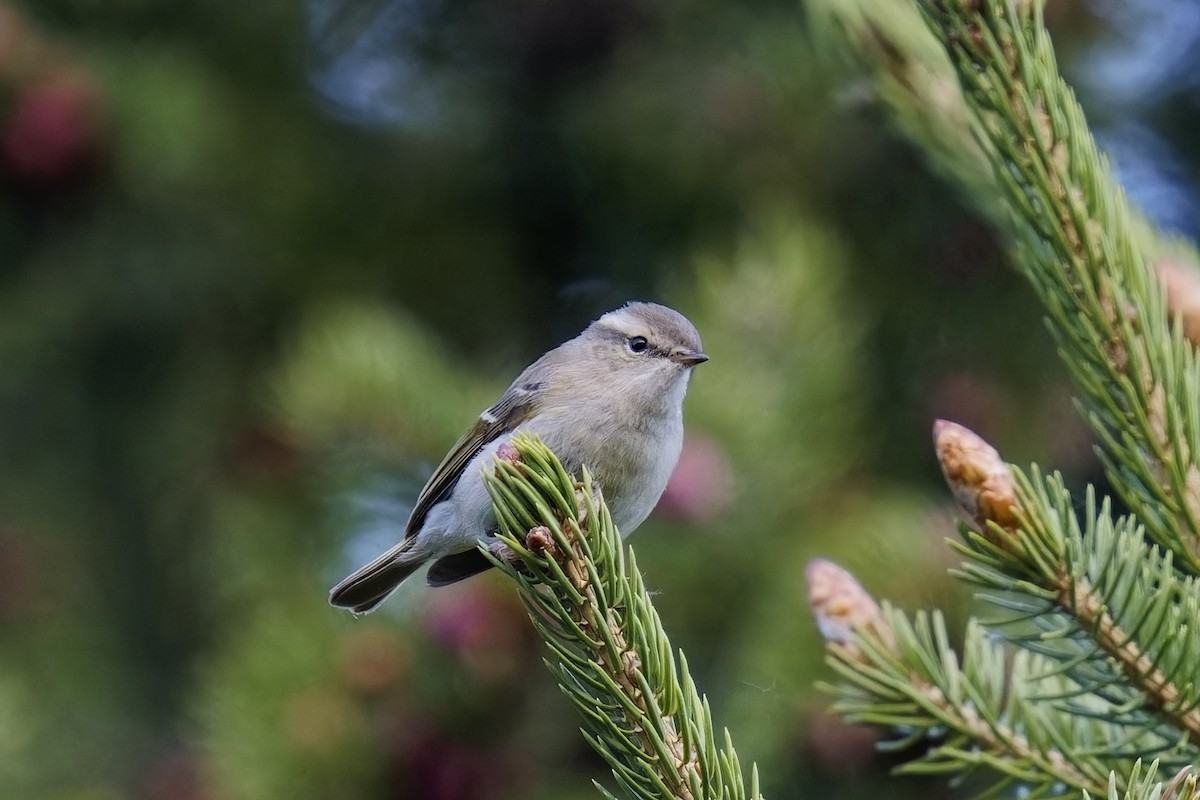 Hume's Warbler - ML619938934