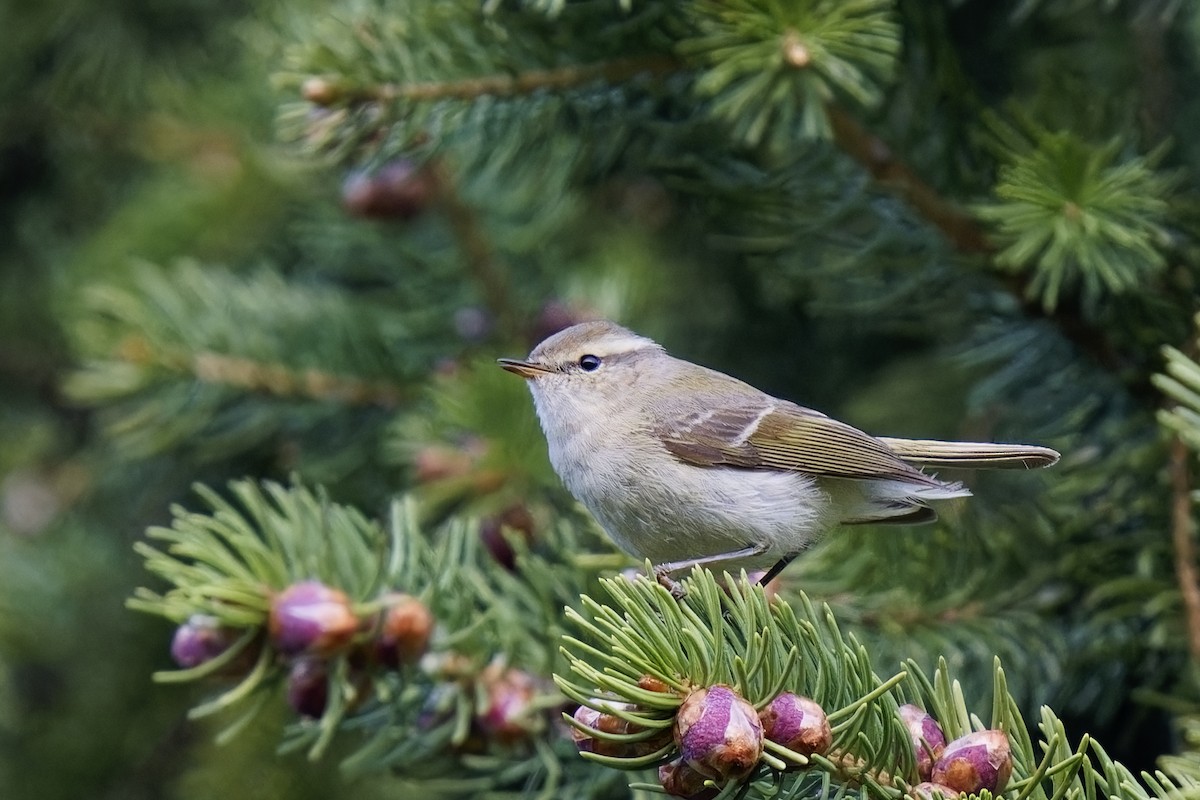 Hume's Warbler - ML619938940