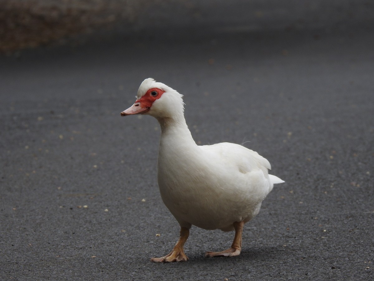 Muscovy Duck (Domestic type) - ML619938943