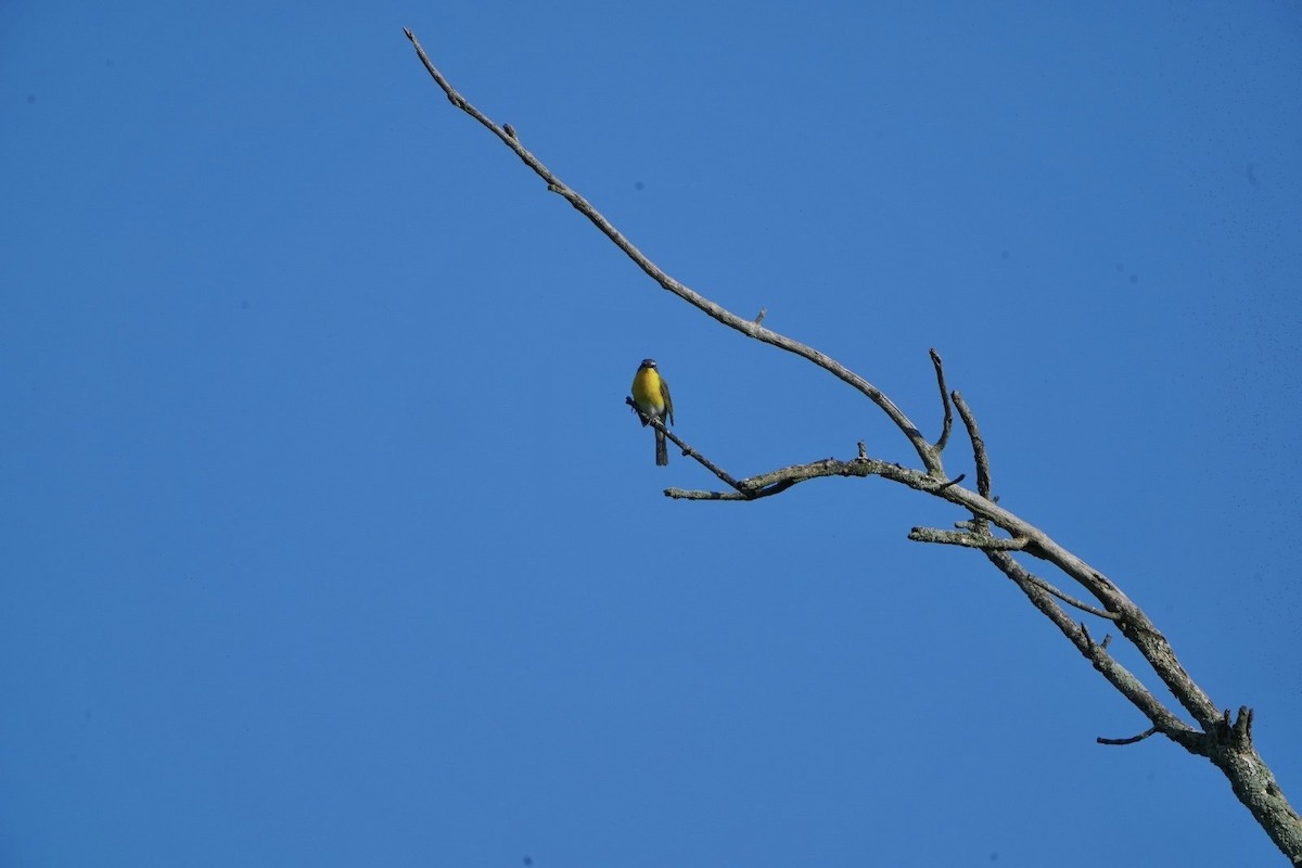 Yellow-breasted Chat - ML619938956
