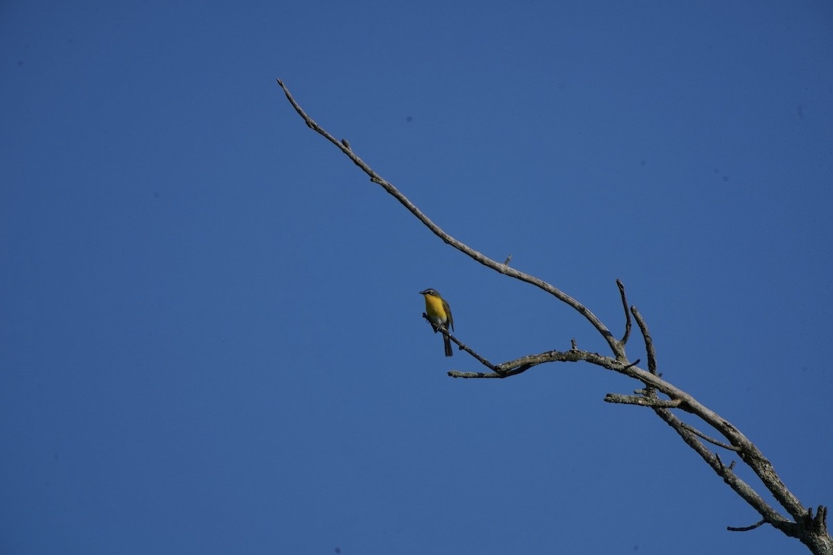 Yellow-breasted Chat - ML619938957