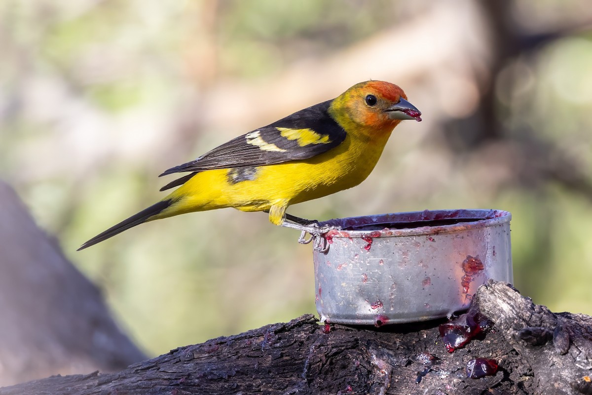 Western Tanager - ML619938965