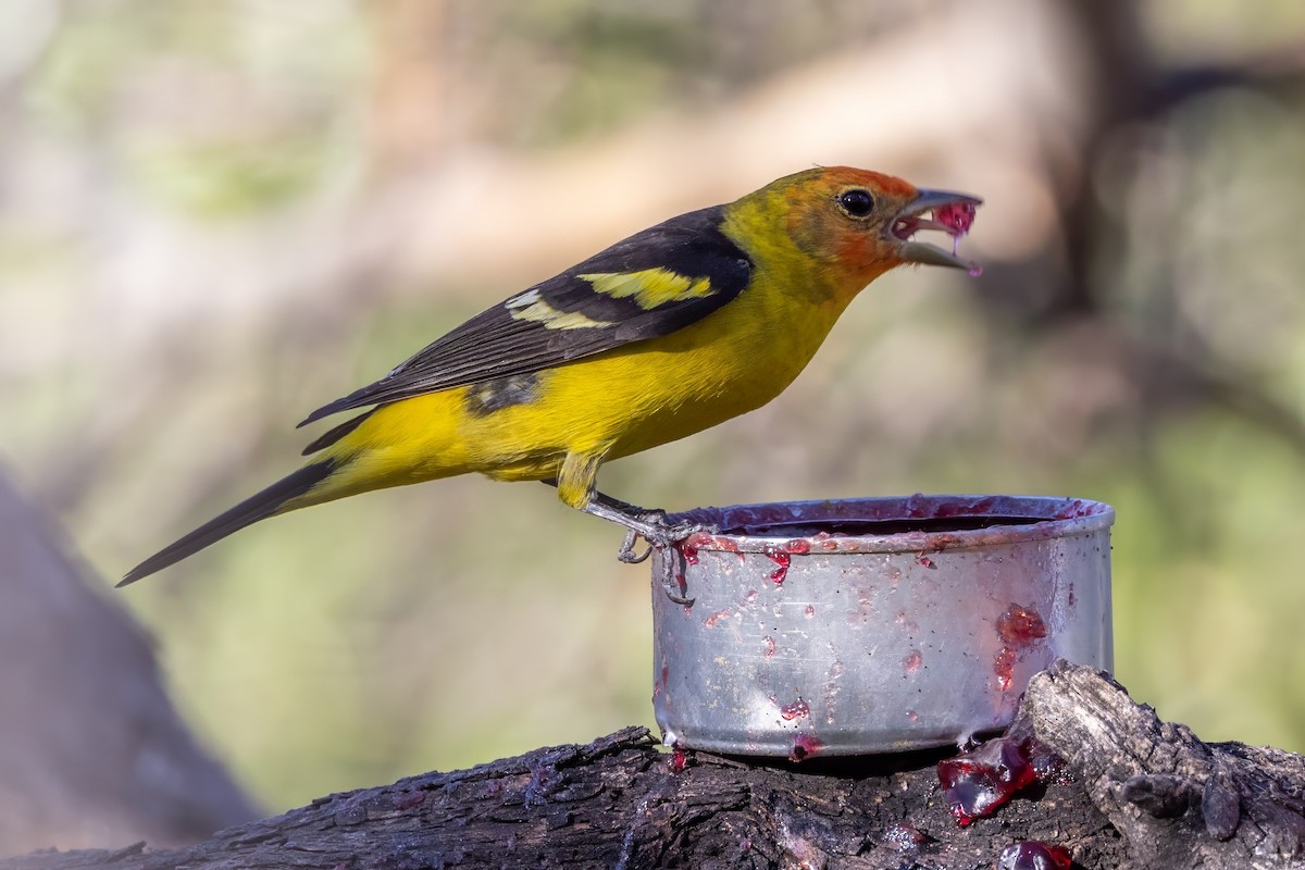 Western Tanager - ML619938968