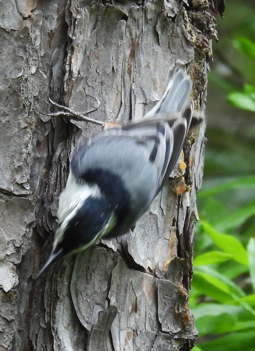 White-breasted Nuthatch - ML619938984