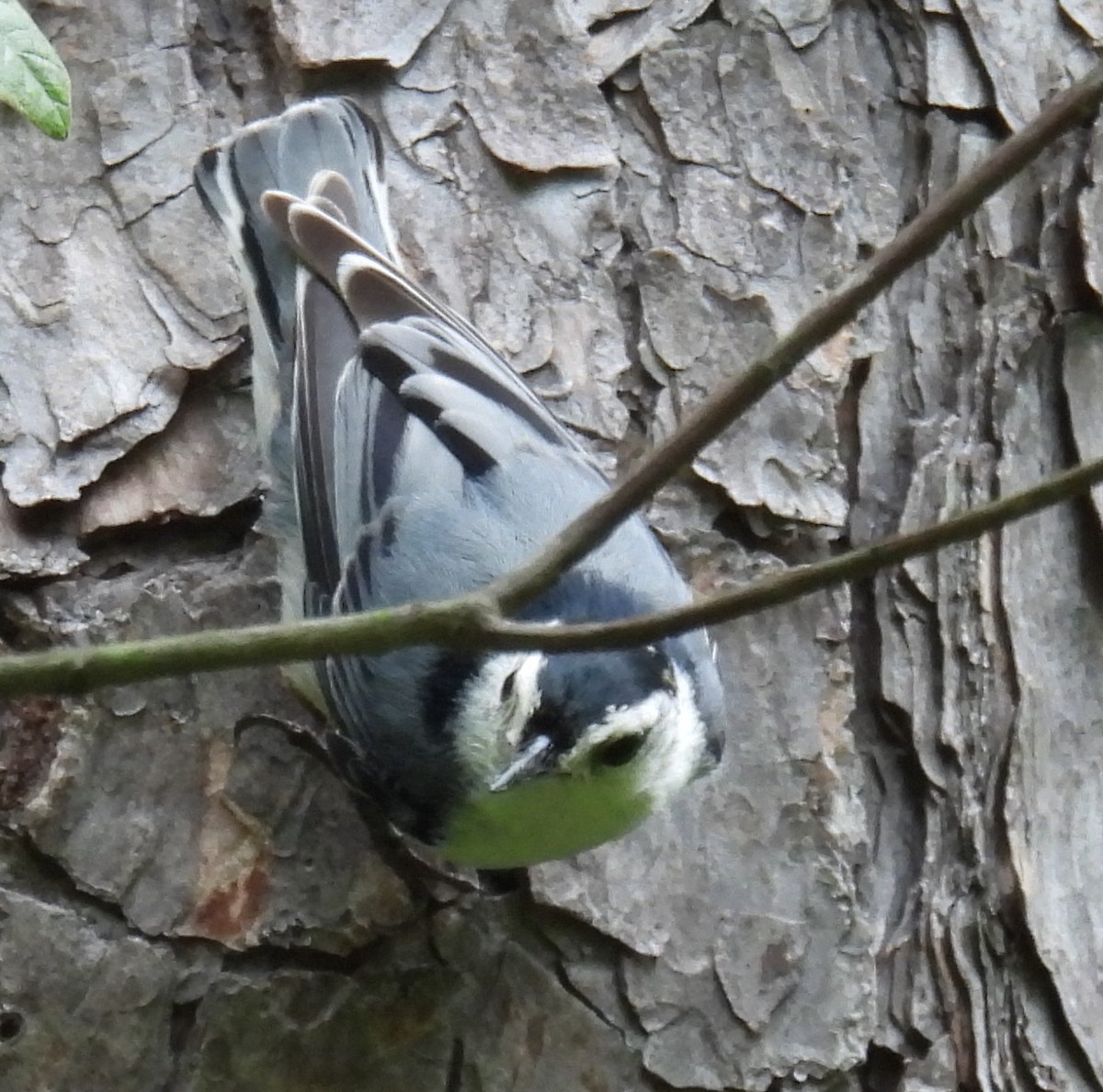 White-breasted Nuthatch - ML619938985