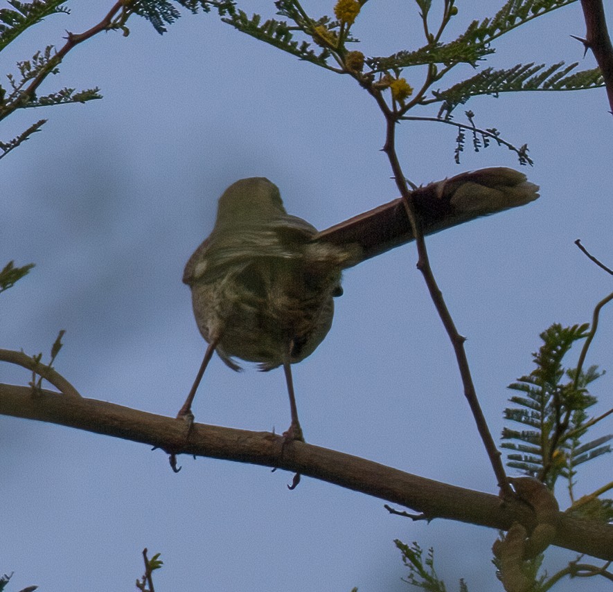 Long-tailed Mockingbird - ML619938988