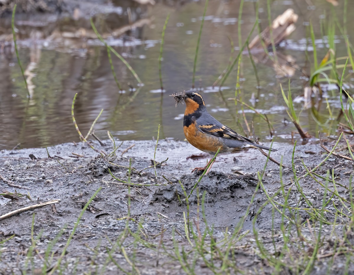 Varied Thrush - ML619939011