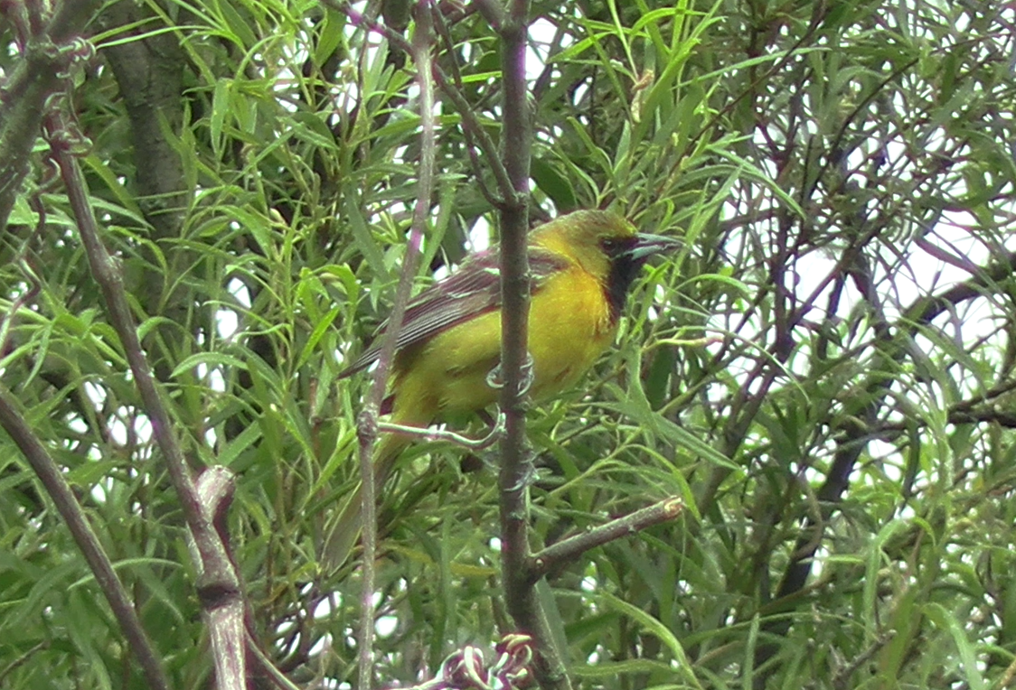 Orchard Oriole - ML619939020