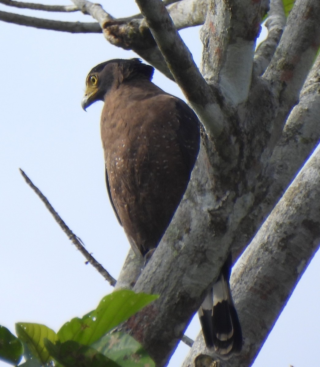 Crested Serpent-Eagle - ML619939026