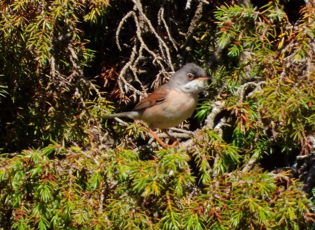Spectacled Warbler - ML619939046