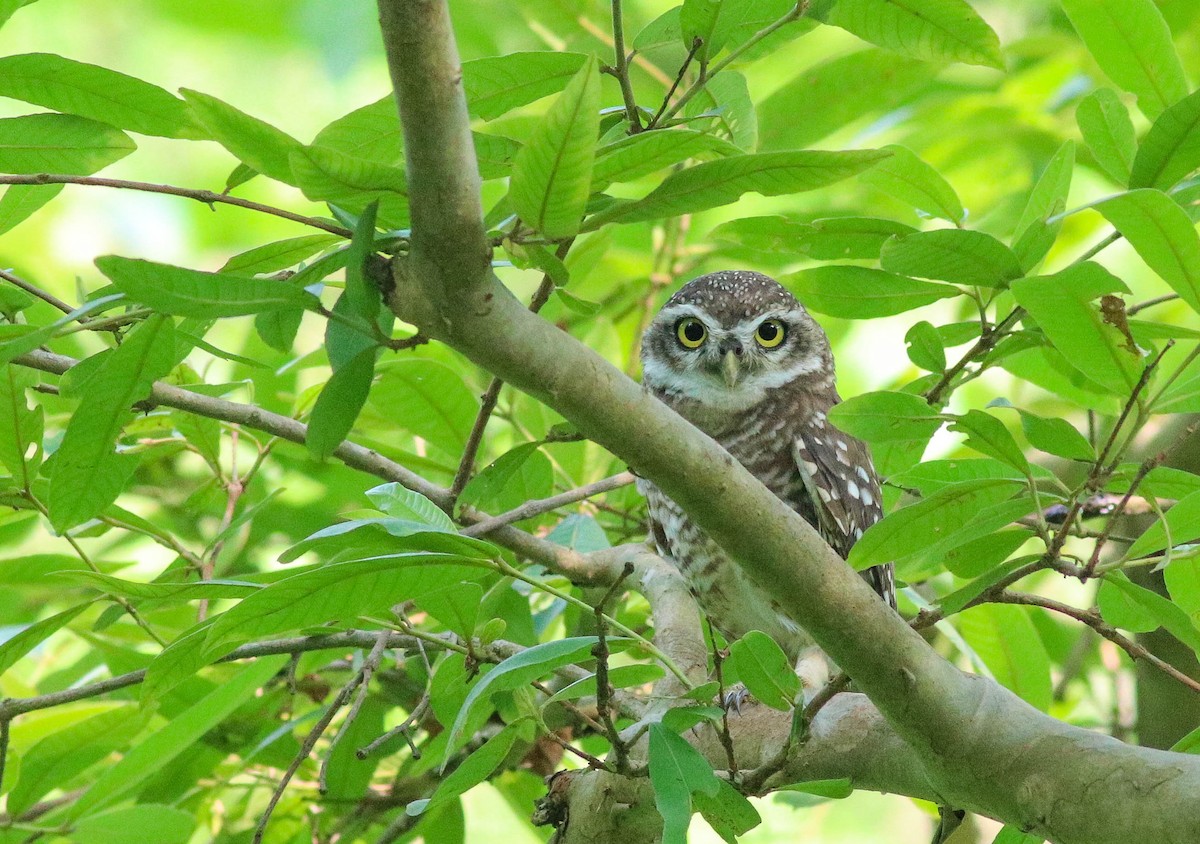 Spotted Owlet - ML619939049