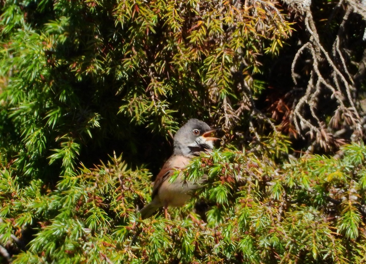 Spectacled Warbler - ML619939051