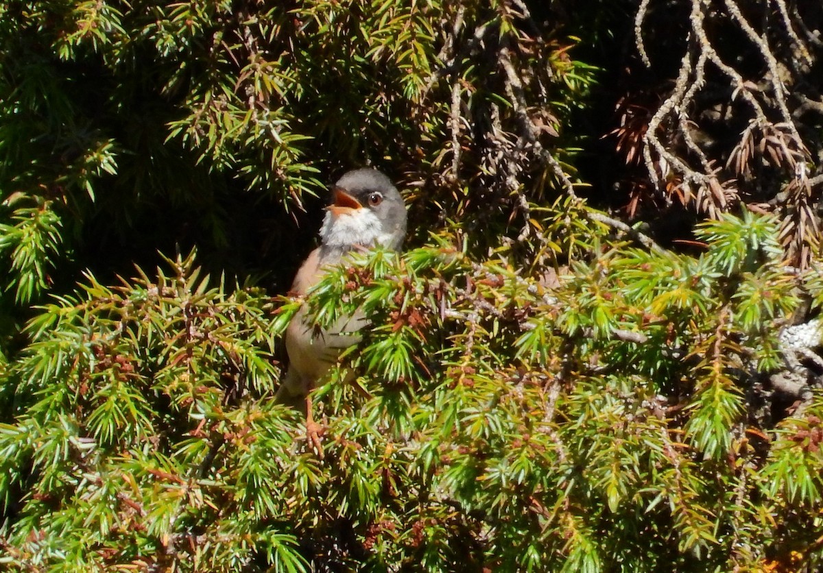 Spectacled Warbler - ML619939057